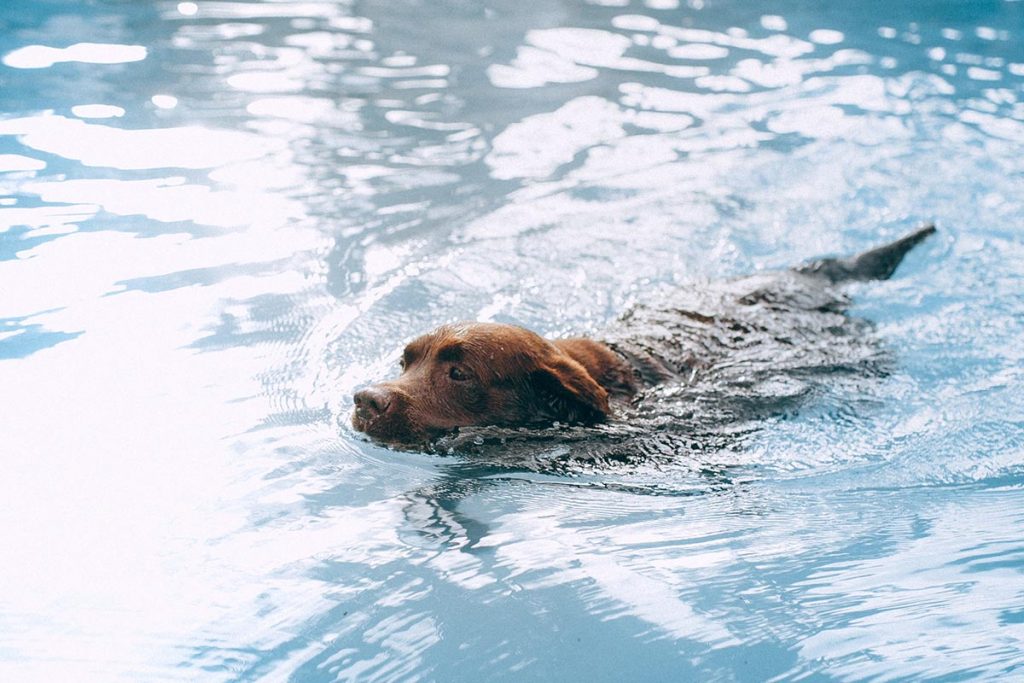 Pool safety for dogs