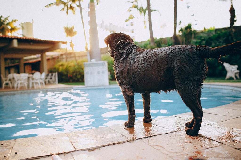 Pool safety for dogs